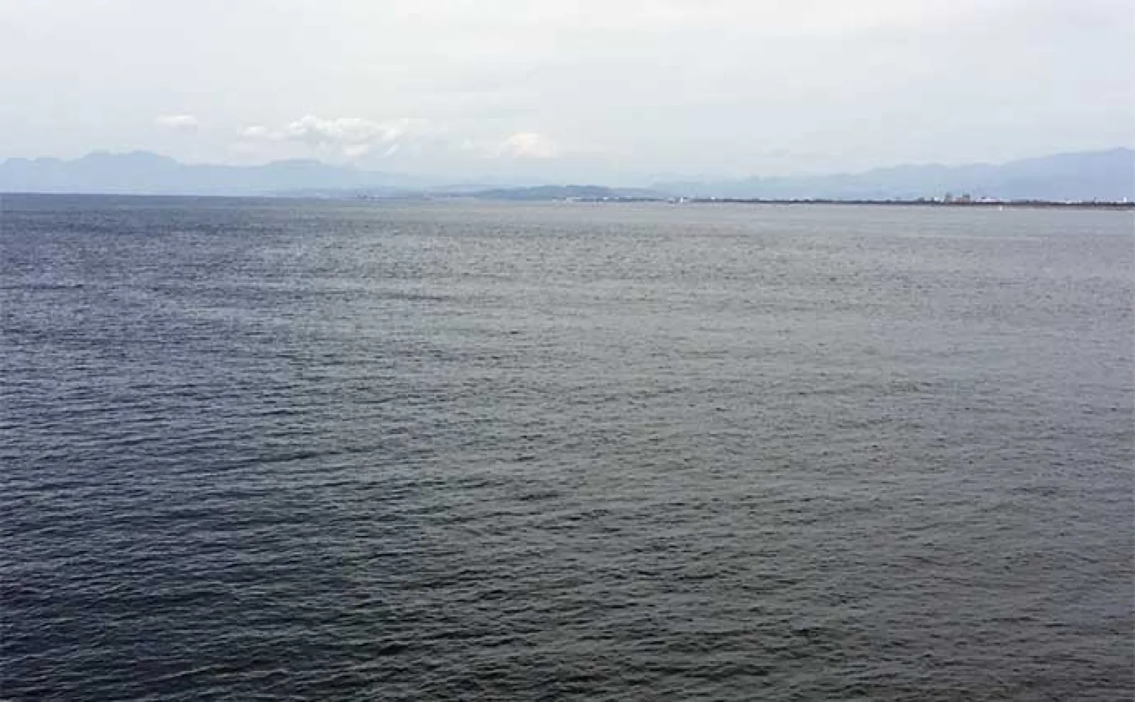 「海にも外来生物っているの?」日本の海洋生物が海外では外来種とされている例も