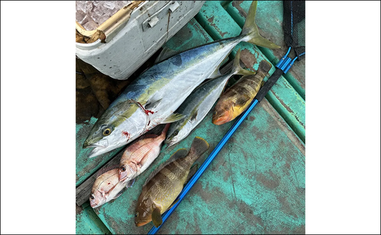 【沖のルアー釣果速報】トンボジギングで10kg後半のビンナガが好ヒット!(三重)