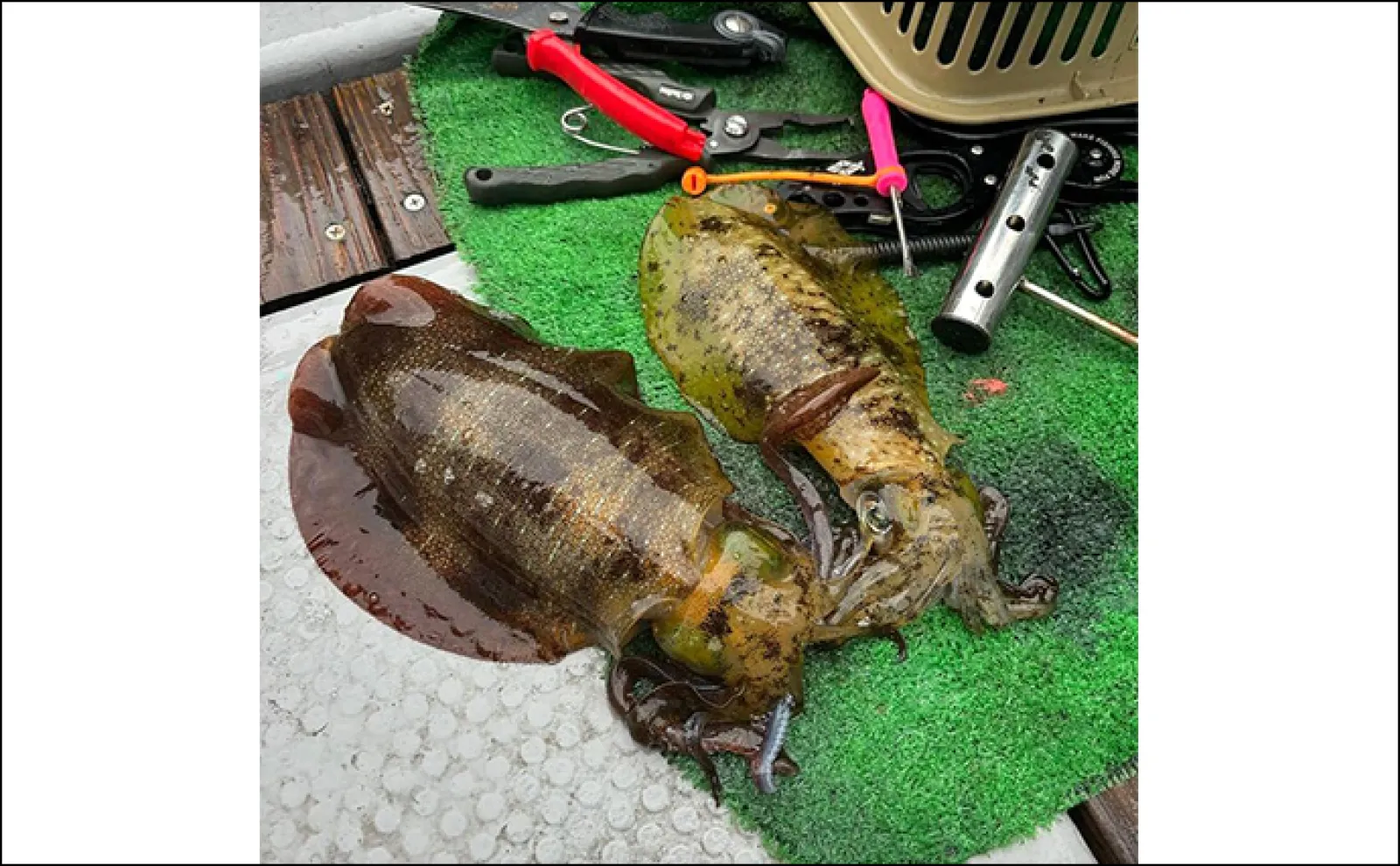 【沖のルアー釣果速報】トンボジギングで10kg後半のビンナガが好ヒット!(三重)