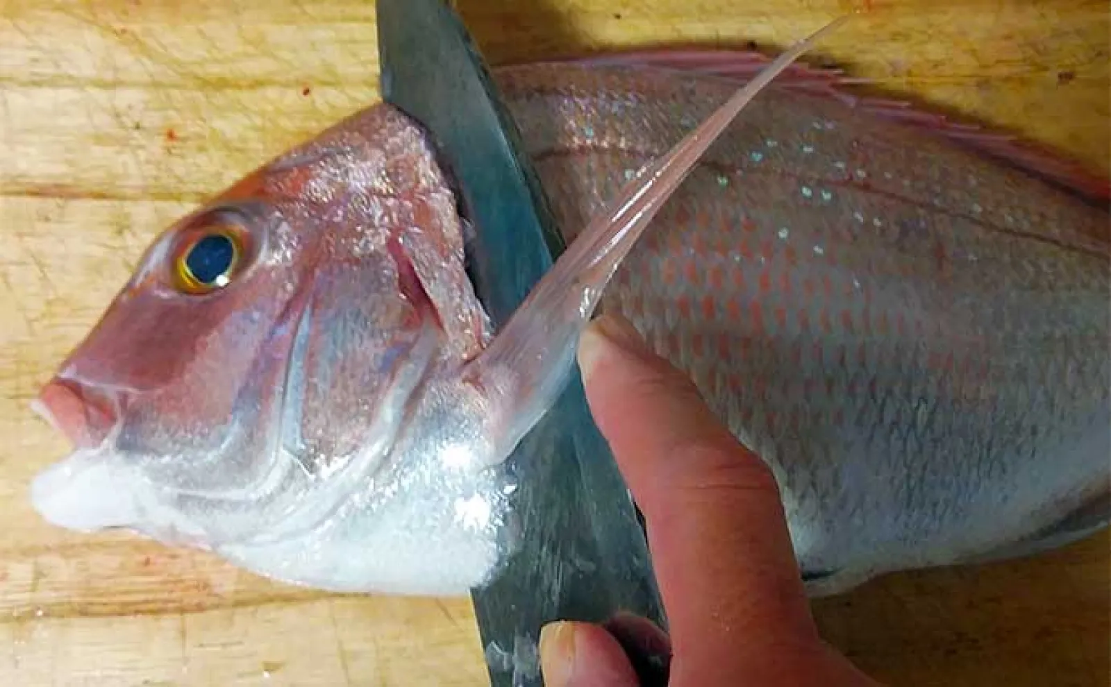 釣った魚で作る「秋の味覚」レシピ:小ダイの浅漬け うまみと食感を引き出す調理法