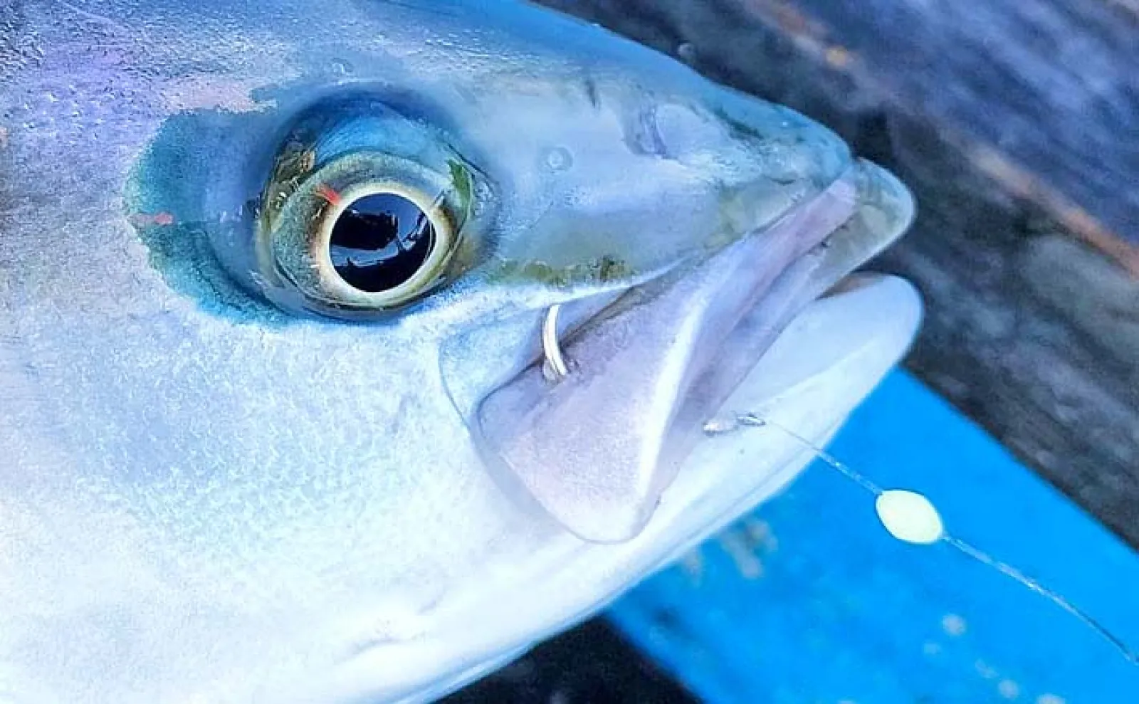 釣りのやま　ページ 20190712CB1201.jpg