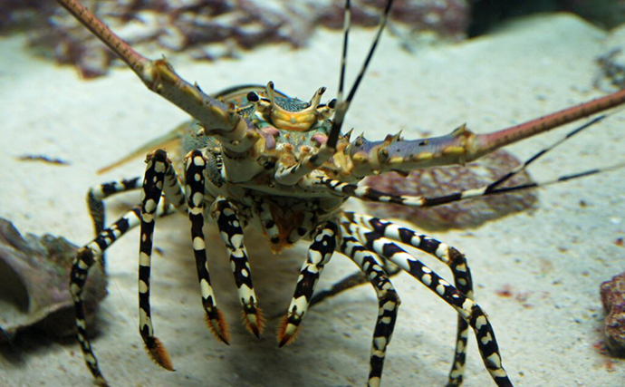 タコの漢字『蛸』が「虫へん」であるワケ 8本の脚がクモに似ているから