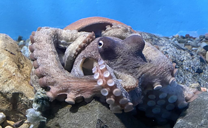 タコの漢字『蛸』が「虫へん」であるワケ 8本の脚がクモに似ているから