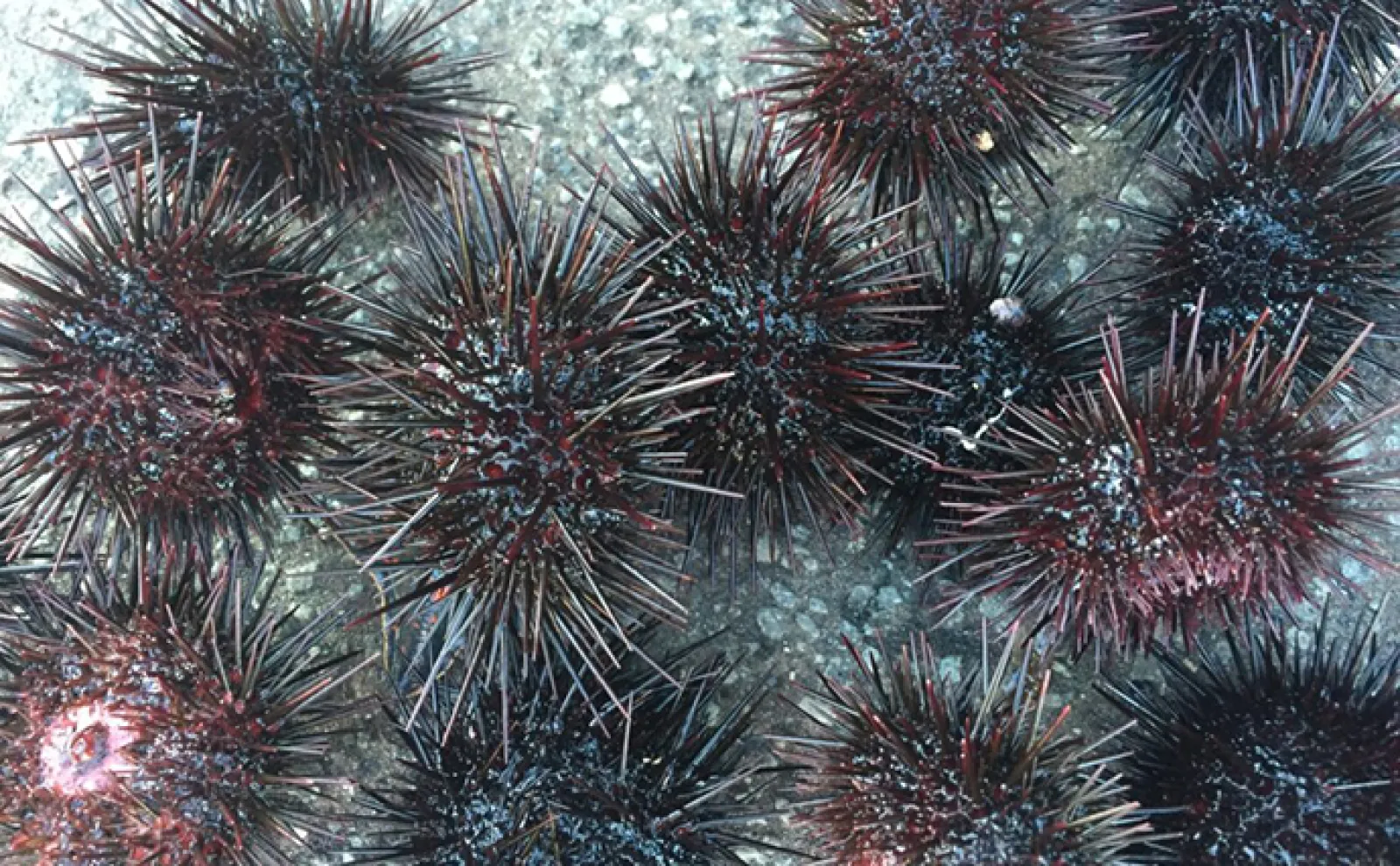 海の砂漠化「磯焼け」はなぜ起こるのか? 藻場の種類・役割・重要性を解説