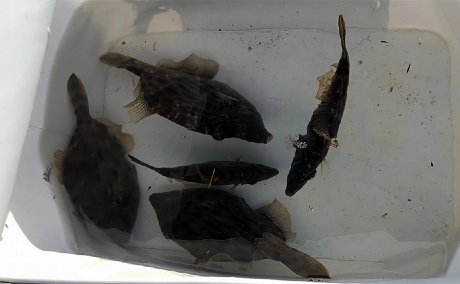 美味魚「カワハギ」の刺身と肝を【最高に美味しく食べる方法】徹底した温度管理が決め手