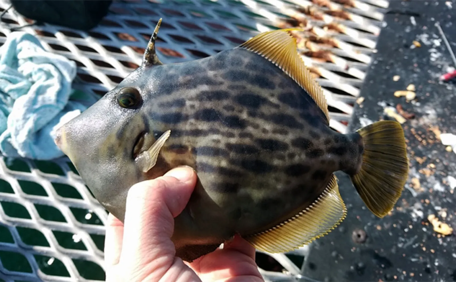 美味魚「カワハギ」の刺身と肝を【最高に美味しく食べる方法】徹底した温度管理が決め手