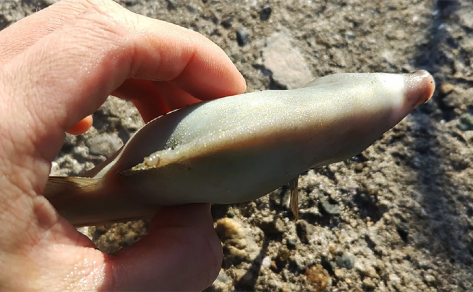 美味魚「カワハギ」の刺身と肝を【最高に美味しく食べる方法】徹底した温度管理が決め手
