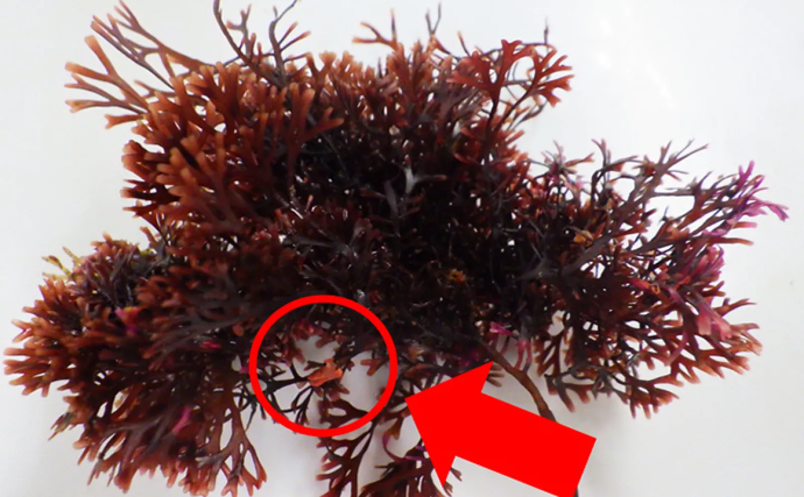 海の砂漠化「磯焼け」はなぜ起こるのか? 藻場の種類・役割・重要性を解説