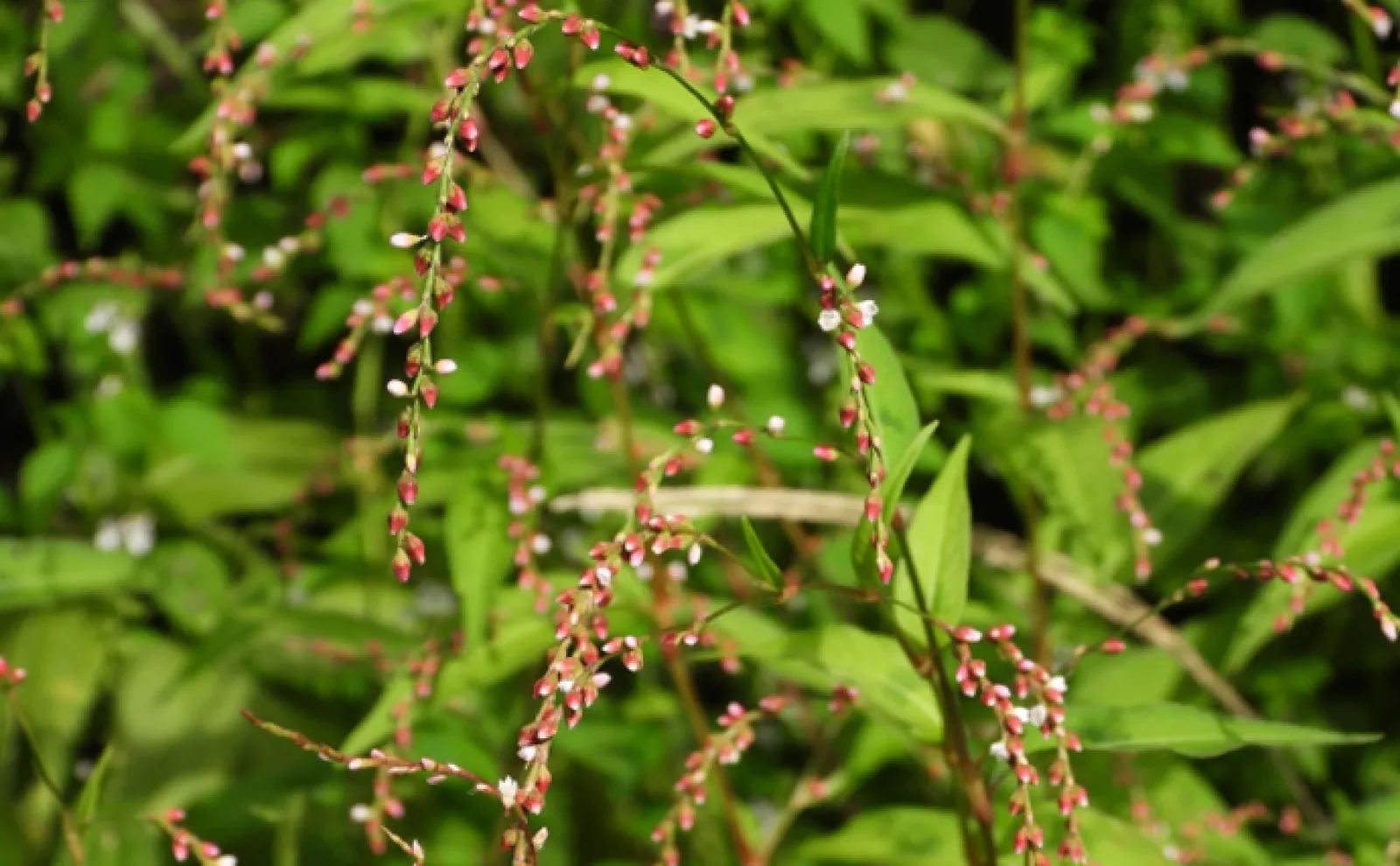 「木の芽焼き」の木の芽ってなに? 魚料理と相性が良い日本の野草たち