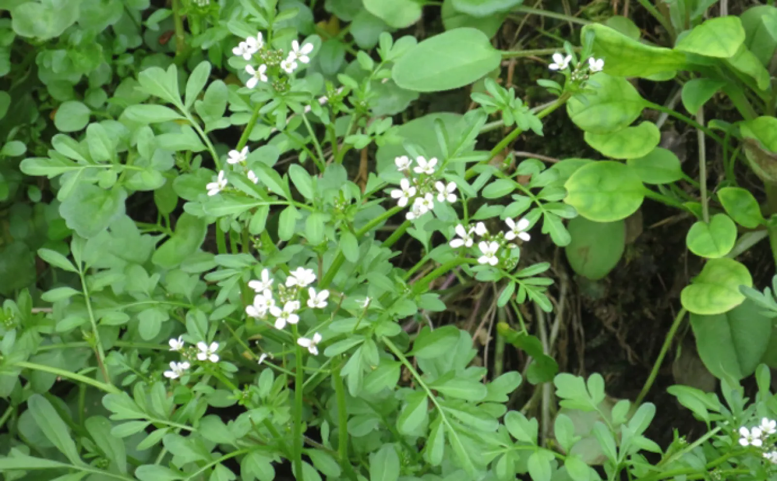「木の芽焼き」の木の芽ってなに? 魚料理と相性が良い日本の野草たち