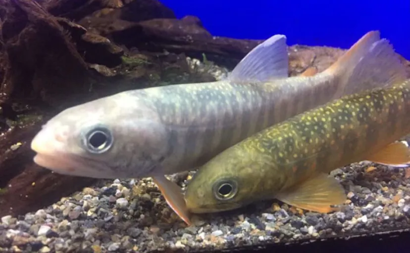 「手軽に野生のサケ(鮭)を見る方法とは?」 2025年に出会いたい【北海道のサカナたち】