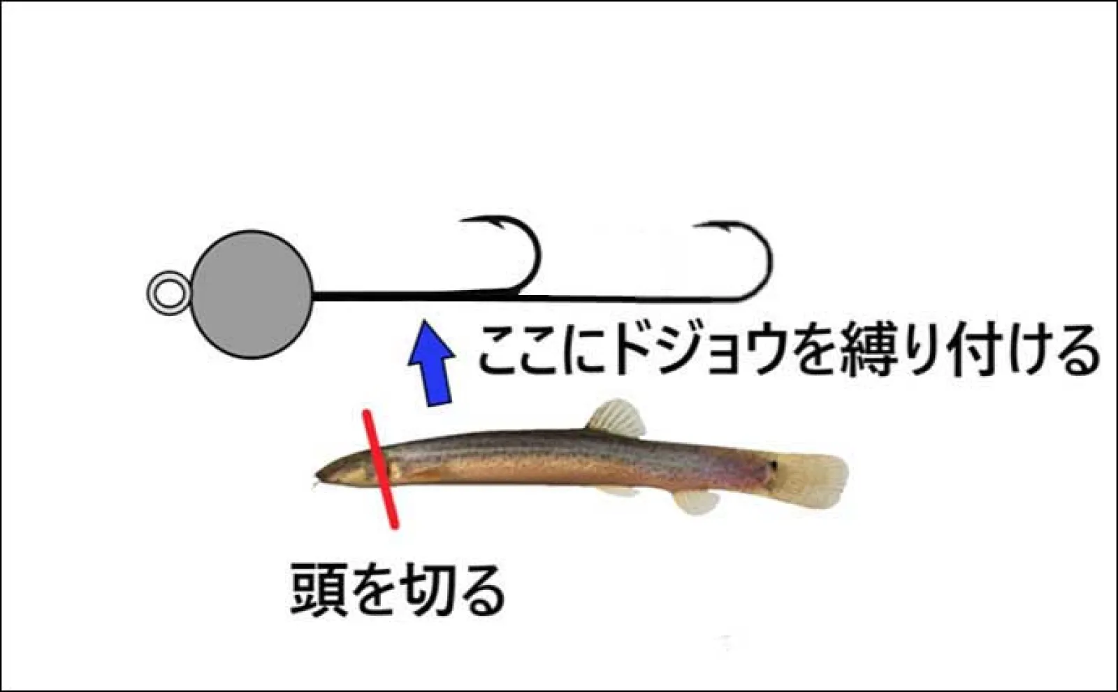 「ドジョウでヒラメを釣る?」 淡路島の現役船長に聞く伝統釣法『テンヤヒラメ釣り』