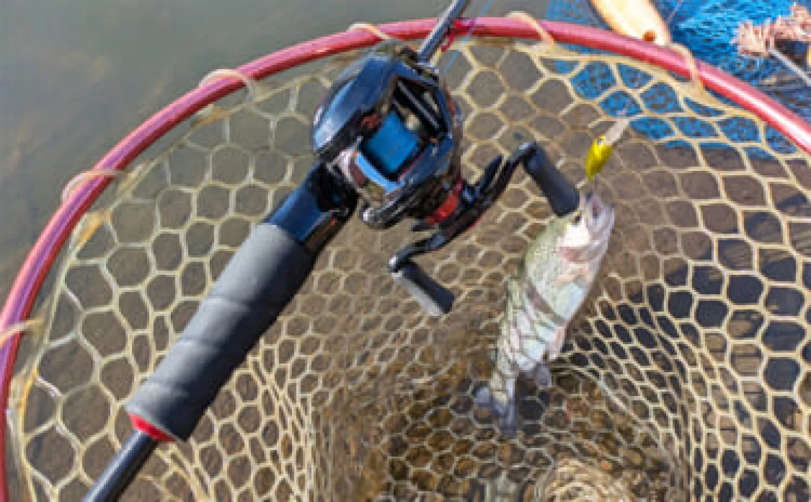 海釣り用ベイトフィネスタックルでニジマス狙いエリアトラウト釣行