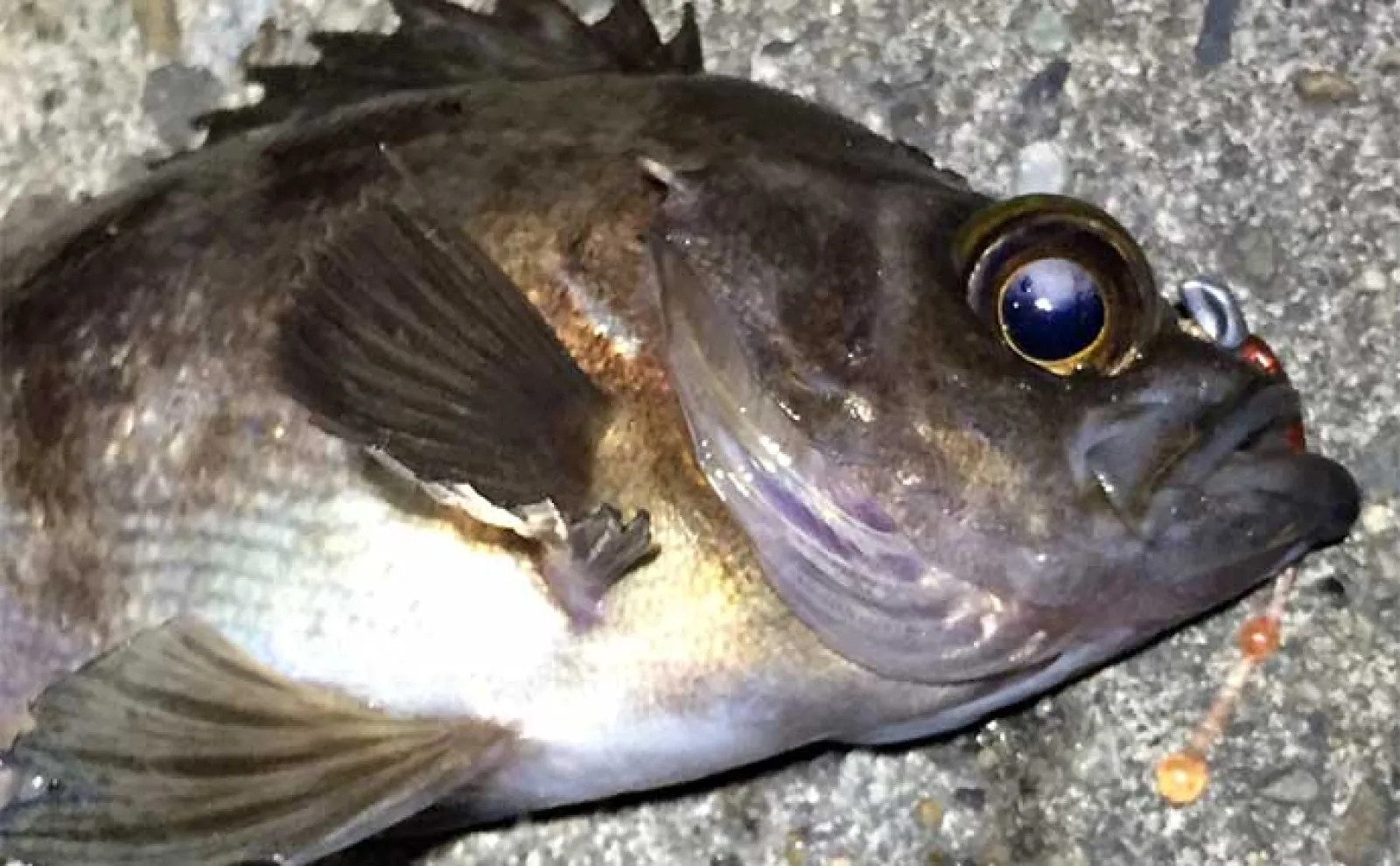 釣り好きに「釣り以外の趣味」を聞いてみた 飲酒や車やギターは意外と共通してる?