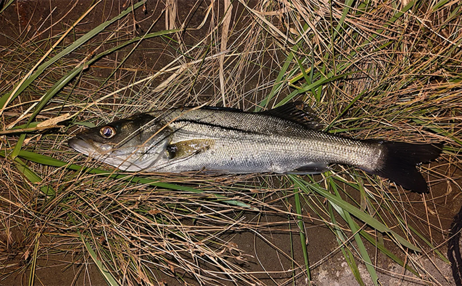 「無理やり釣りに行く必要はなし!」年始年始の釣行プランの注意点とは?