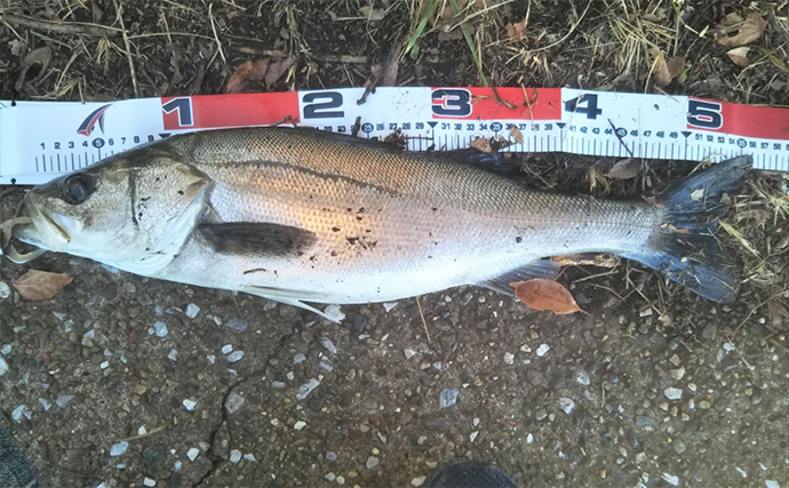 「無理やり釣りに行く必要はなし!」年始年始の釣行プランの注意点とは?