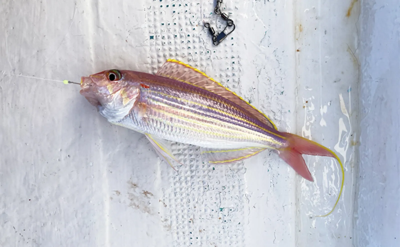 尾鷲湾のレンタルボート釣行でマダイに良型イトヨリにタマガシラなど多彩【三重】