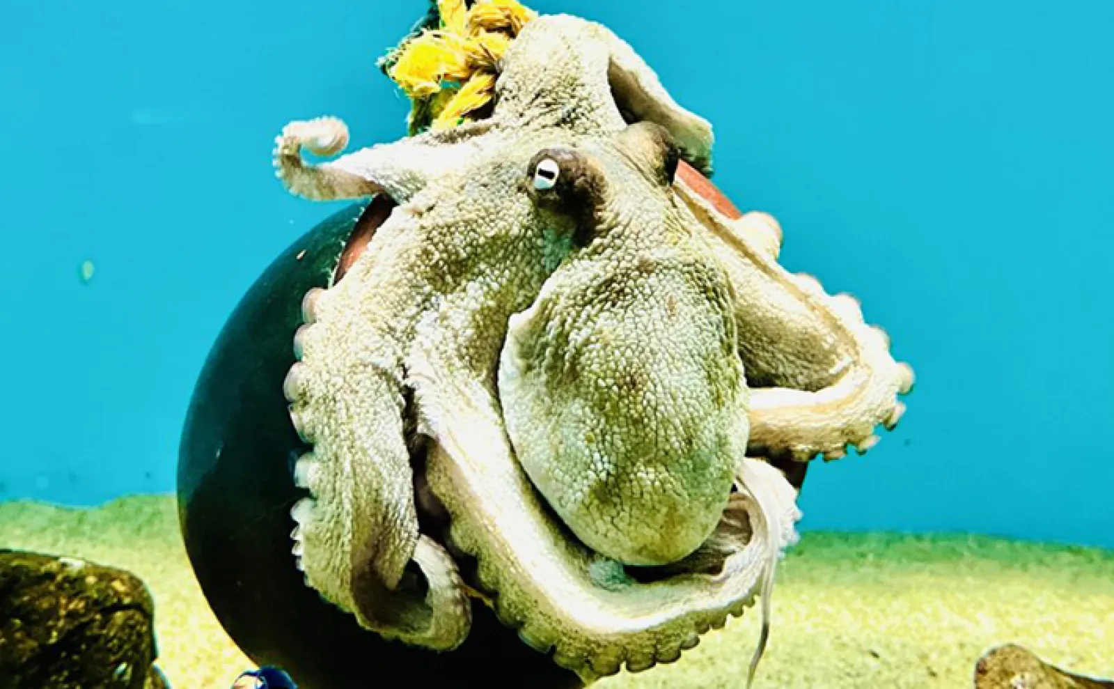 需要の高い『タコ』が養殖されていないワケ 理由は「餌」と「知性」に