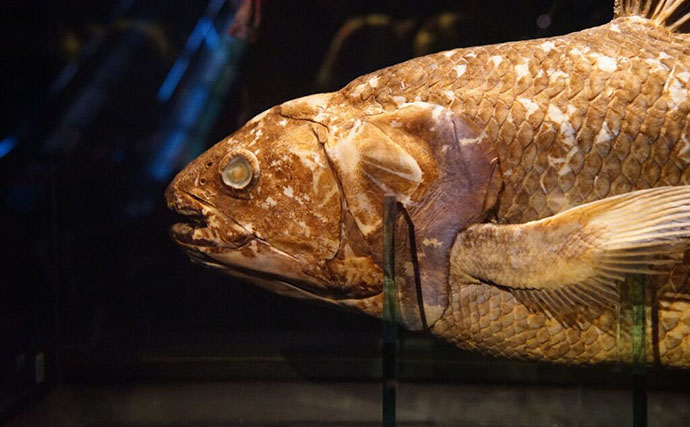 生きた化石『シーラカンス』はどんなサカナ？ 巨体でゆったりと生きる