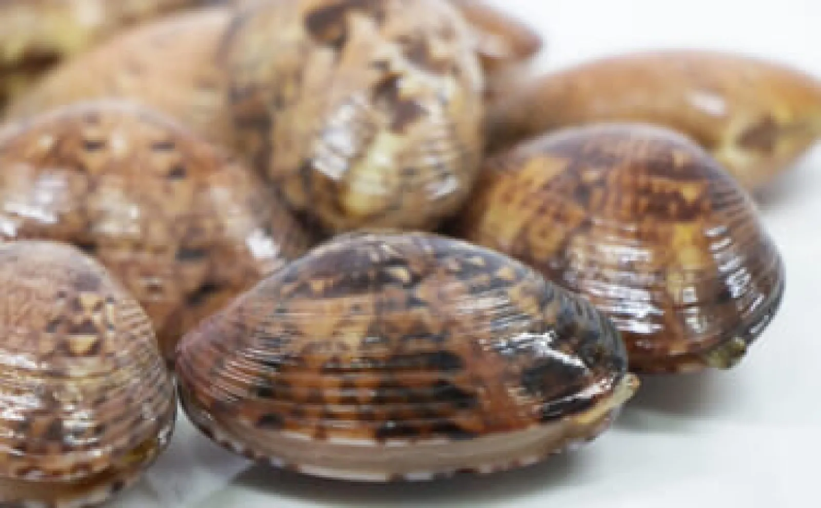 寿命500歳！」世界一長寿な二枚貝『アイスランドガイ』は回転寿司の