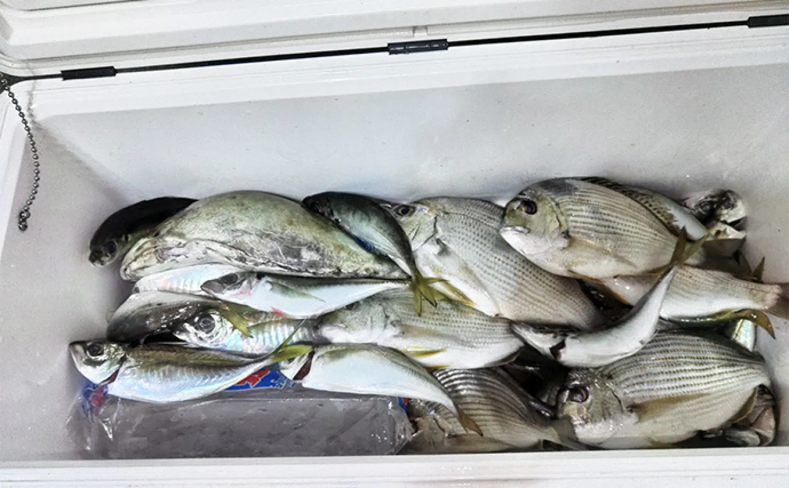 串本カセの「ご当地釣法」が面白い!【和歌山】ペレットで狙う通称ペレマダイで70cm超えズドン