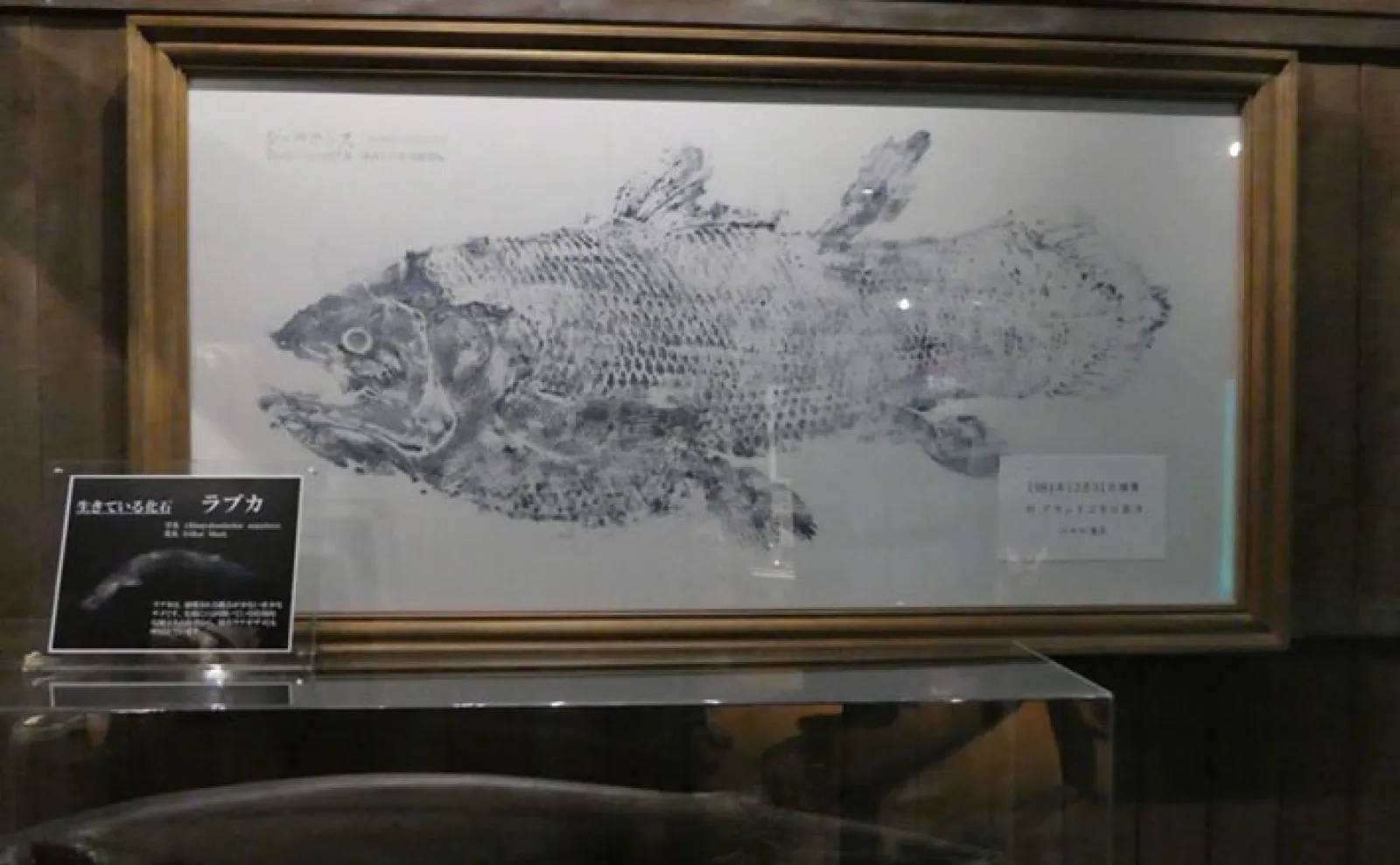 生きた化石『シーラカンス』はどんなサカナ？ 巨体でゆったりと生きる