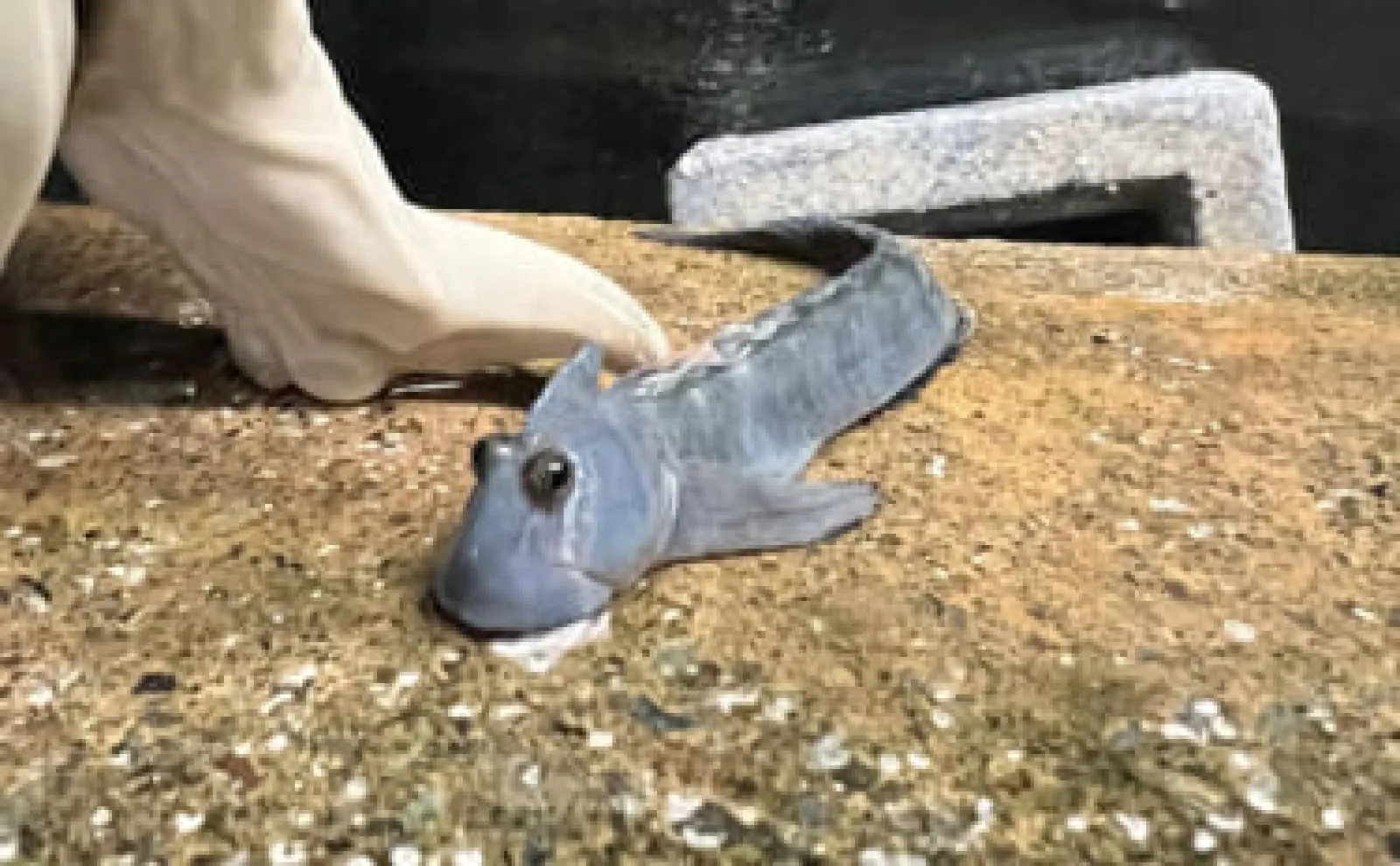 さかな 新江ノ島水族館でレアなナミダカサゴの展示開始 - PADIスキューバ