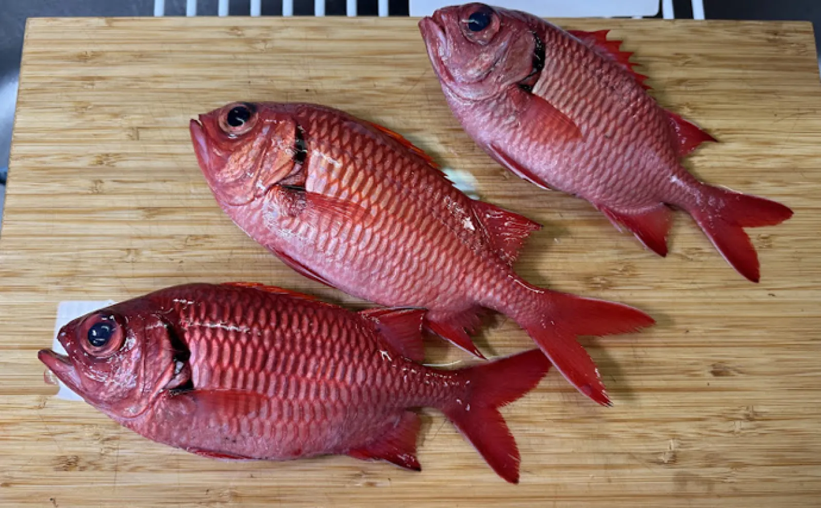 アカマツ どこを持っても手が傷だらけ！」全身凶器だけど実は美味しいサカナ