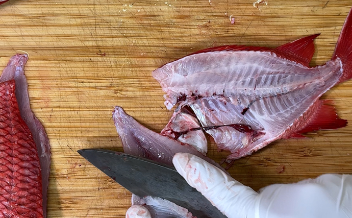 どこを持っても手が傷だらけ！」全身凶器だけど実は美味しいサカナ