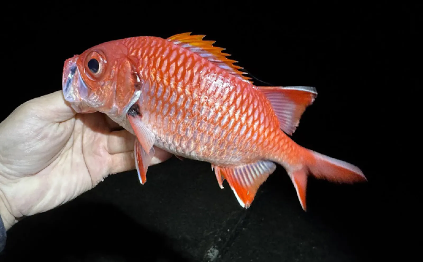 どこを持っても手が傷だらけ！」全身凶器だけど実は美味しいサカナ