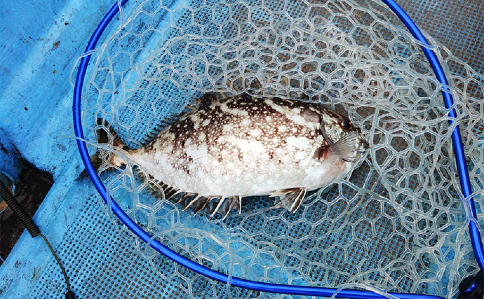 串本カセの「ご当地釣法」が面白い!【和歌山】ペレットで狙う通称ペレマダイで70cm超えズドン