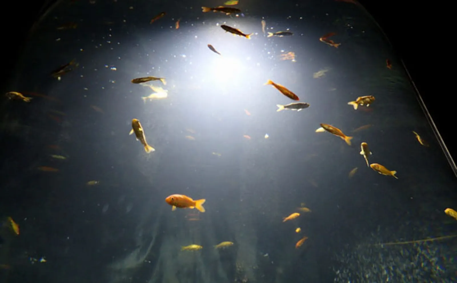 ユニークな魅力がたくさんの『新屋島水族館』にいる「銭形」と「世直し侍」とは?