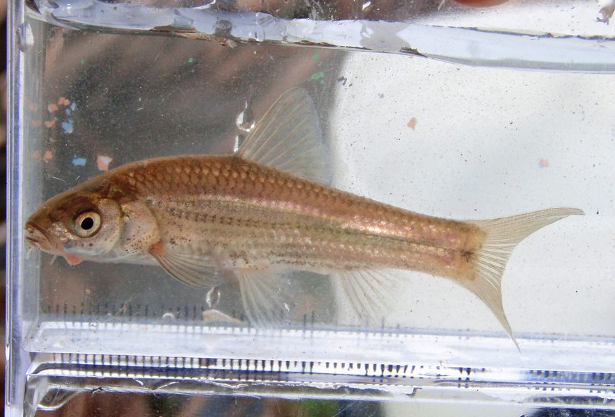 関東地方の河川で採集できる【淡水魚】20選 それぞれの特徴や飼育の