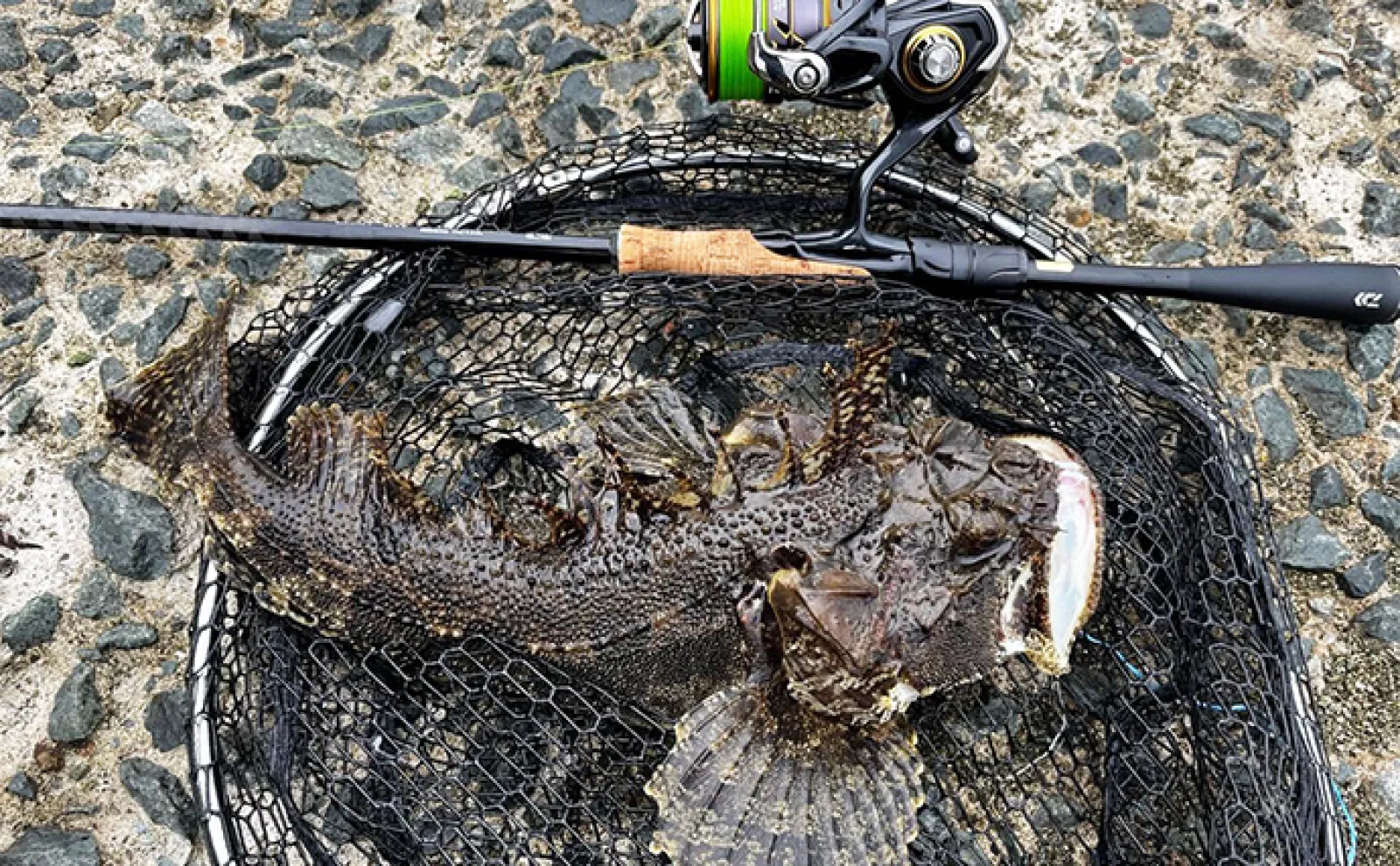 北海道ロックフィッシュゲームで40cmアイナメと対面成功【噴火湾