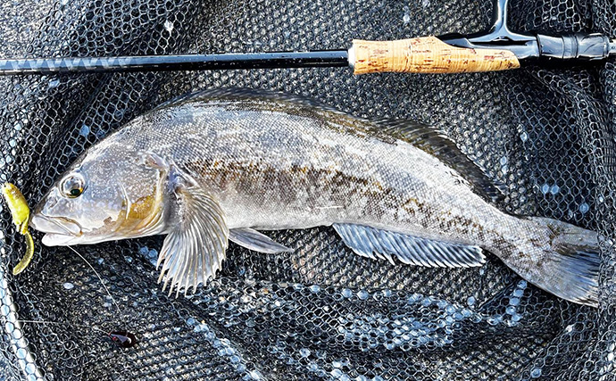 イワナ剥製、魚剥製、川魚剥製、 40センチ、渓流釣り、ルアーフィッシング イワナ剥製、魚剥製、川魚剥製、 40センチ、渓流釣り、ルアーフィッシング