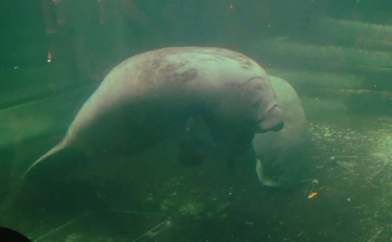 ユニークな魅力がたくさんの『新屋島水族館』にいる「銭形」と「世直し侍」とは?