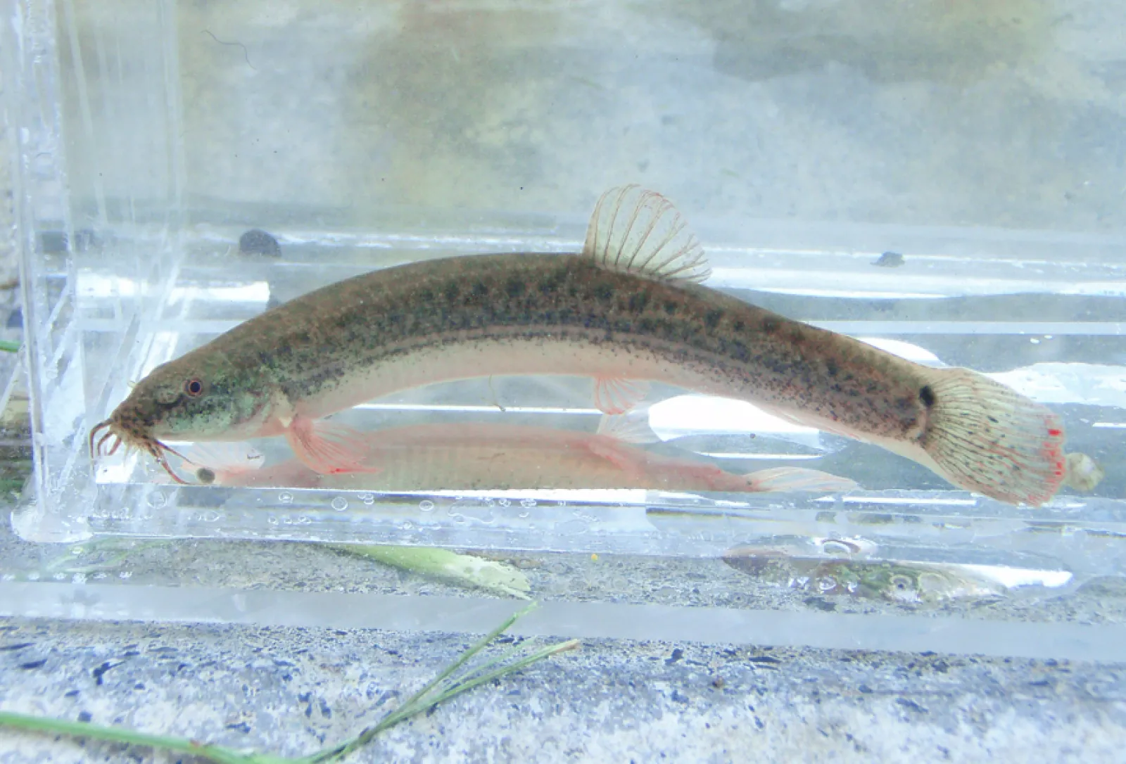 関東地方の河川で採集できる【淡水魚】20選 それぞれの特徴や飼育の