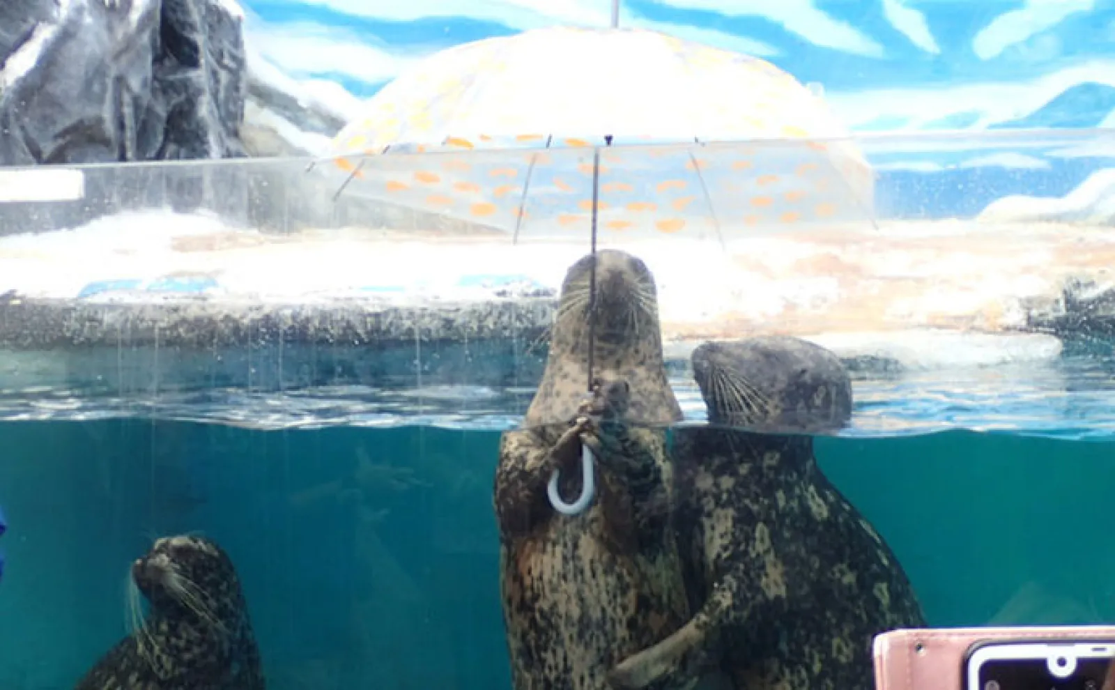 ユニークな魅力がたくさんの『新屋島水族館』にいる「銭形」と「世直し侍」とは?