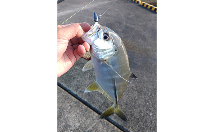 本州最南端のメッキゲームで85cmヒラスズキに50cmヒラメをキャッチ
