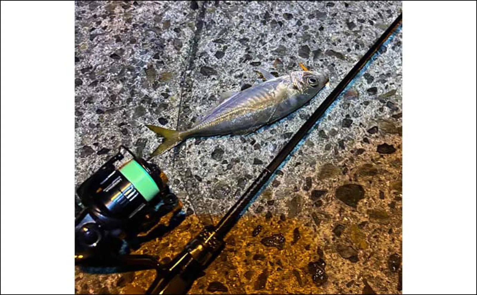 メバリング釣行で本命不発も28cmを頭に良型アジがヒット【大阪・泉大津