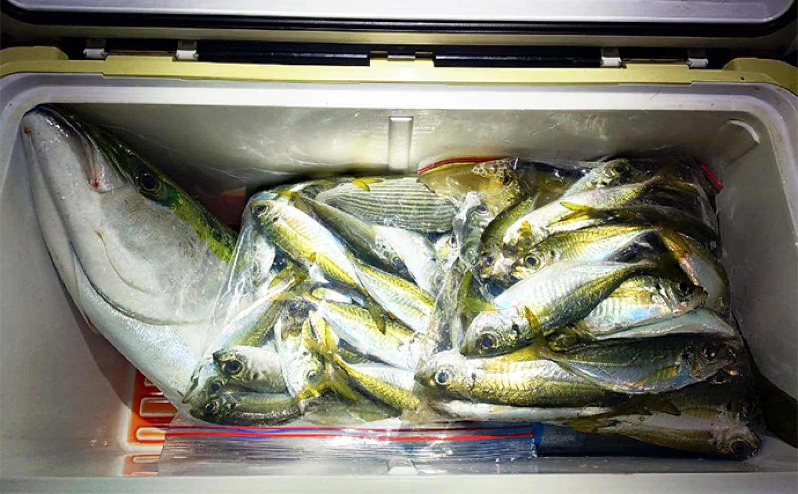 堤防からサッパを泳がせたらブリ釣れた!【三重・紀伊長島】サビキではアジ入れ食いも満喫