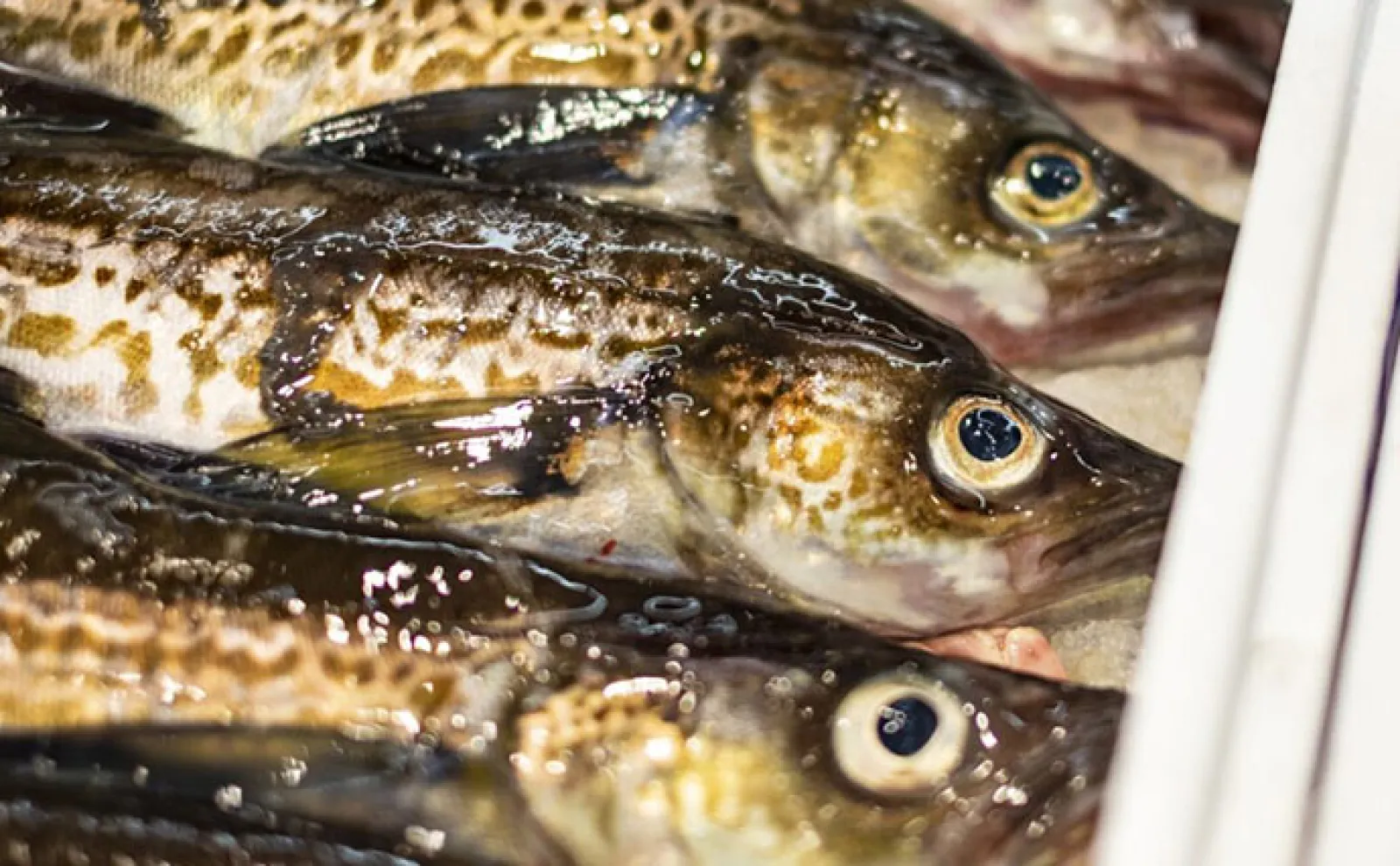 スーパーでよく見る「白身魚のフライ」って何のサカナなの? 実は一種類ではなかった