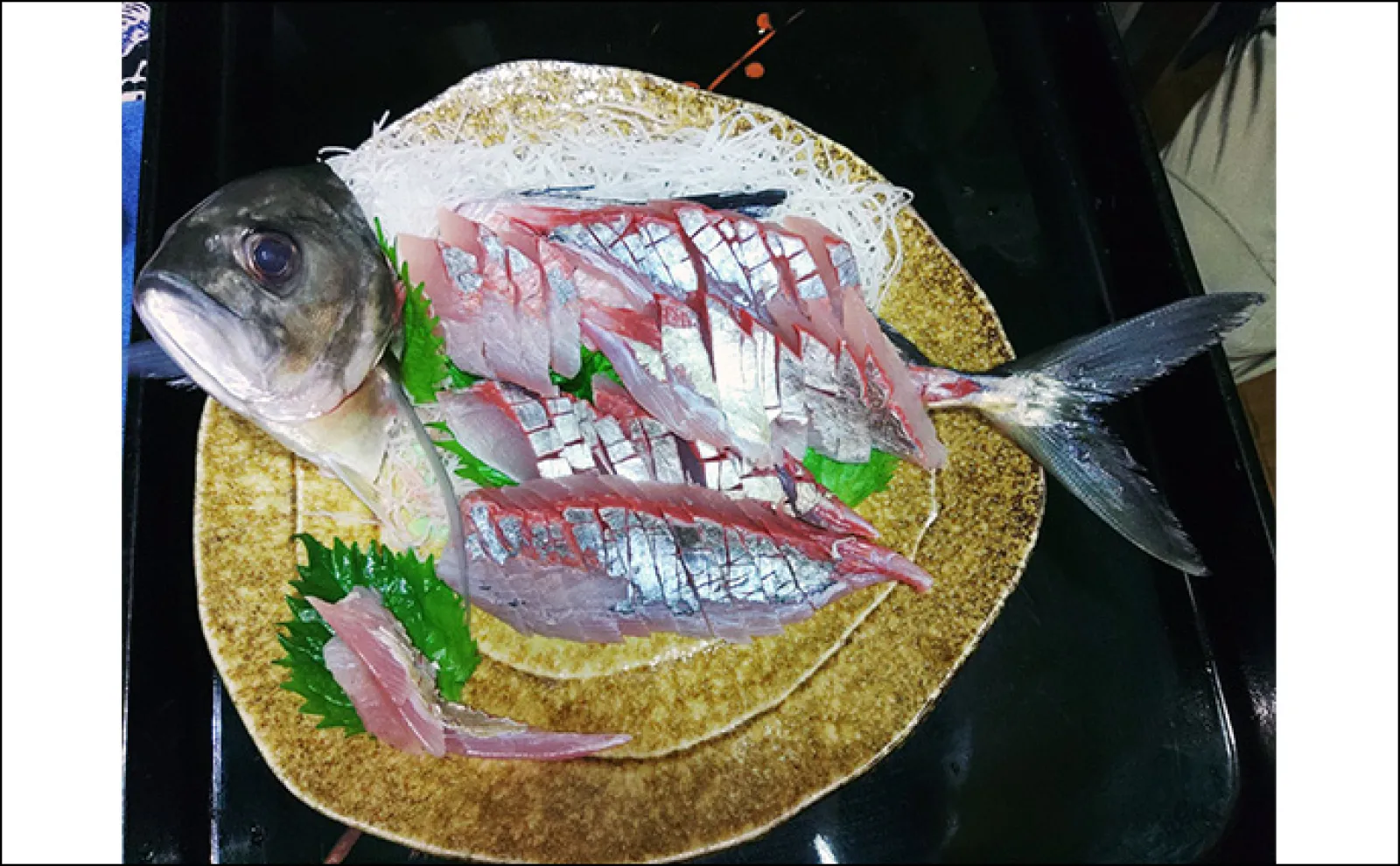 本州最南端のメッキゲームで85cmヒラスズキに50cmヒラメをキャッチ