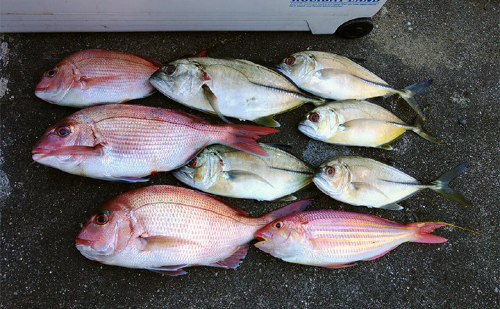 本州最南端のメッキゲームで85cmヒラスズキに50cmヒラメをキャッチ