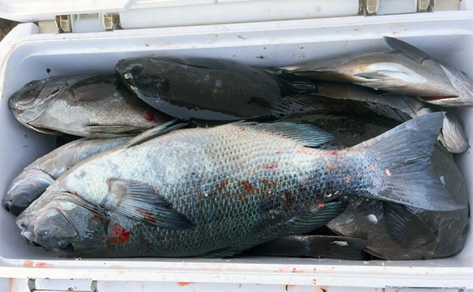 真冬の沖磯フカセ釣りで48cm大型クロ(メジナ)をキャッチ!【大分・大和丸】