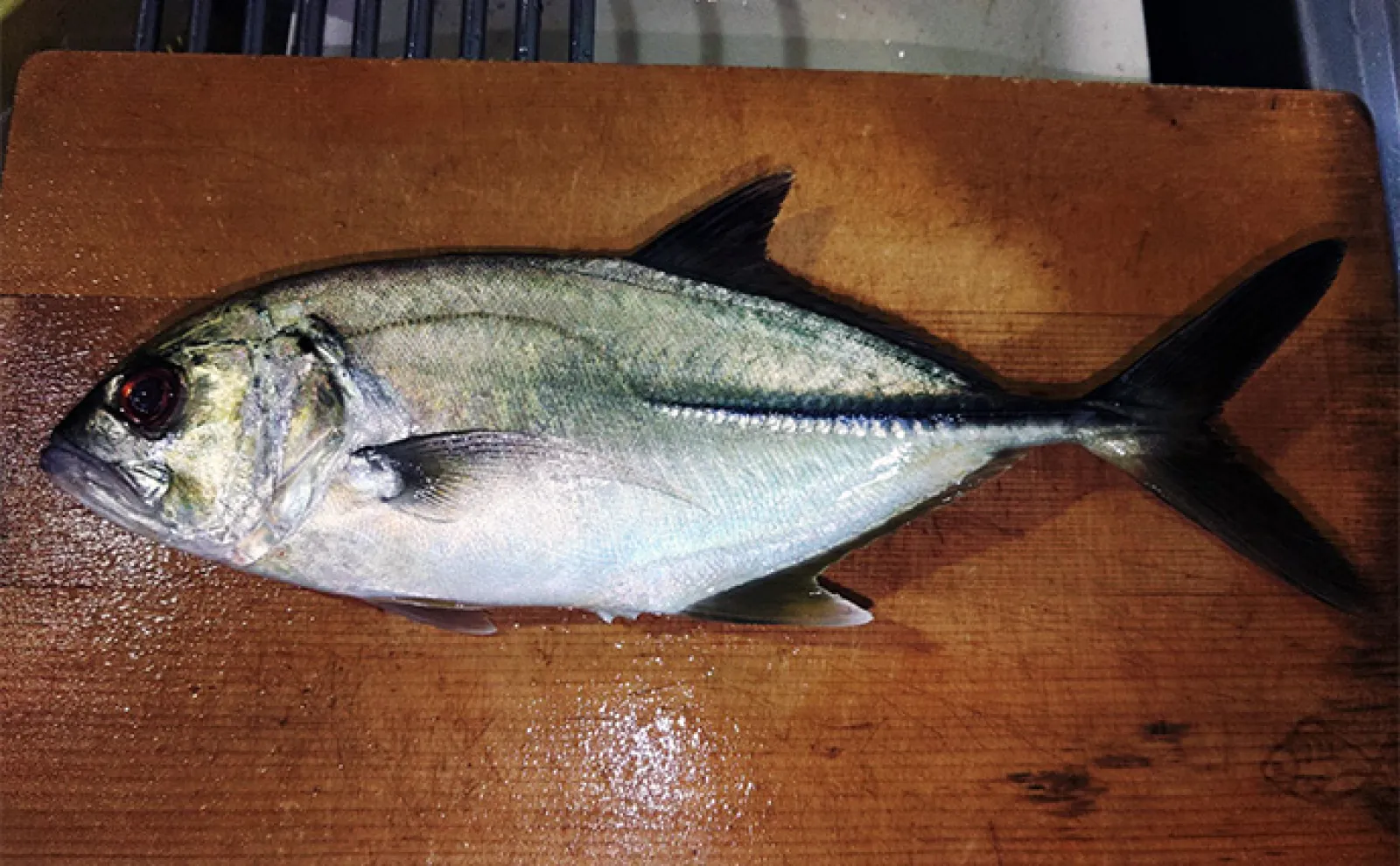 本州最南端のメッキゲームで85cmヒラスズキに50cmヒラメをキャッチ