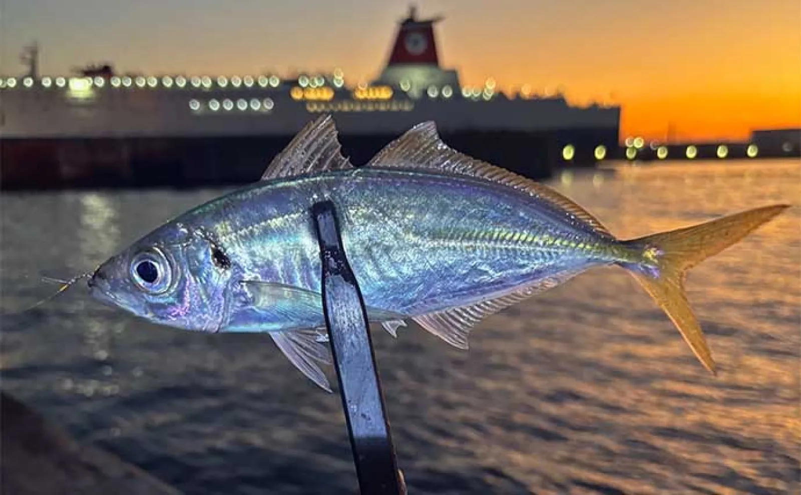 「ゴミが無い釣り場にゴミは捨てられにくい!」あなたがゴミを拾うことで始まるプラスの連鎖とは?