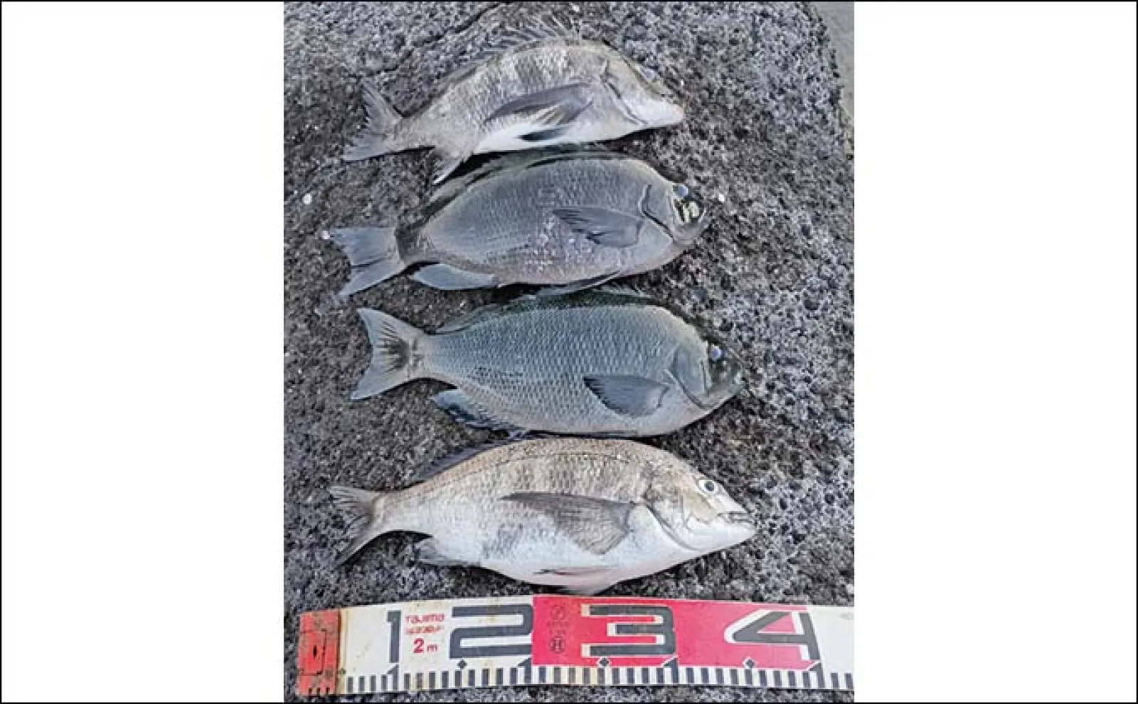 厳寒期の地磯で寒グレを攻略【神奈川・城ヶ島】潮の変化を読んでメジナ&クロダイをキャッチ