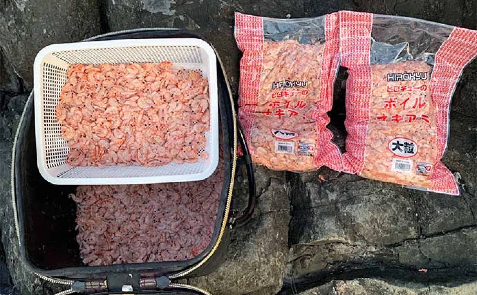 沖磯でのカゴ釣りで80cm超えヒラマサに大型マダイもキャッチ！【長崎