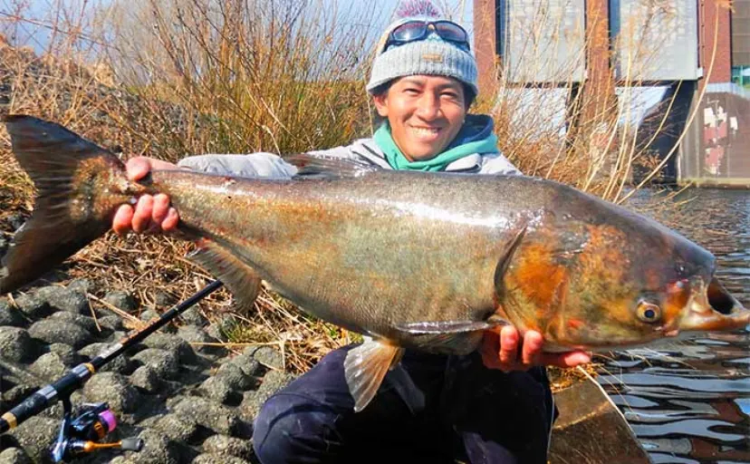「真冬でも温排水エリアなら釣れる！」荒川で10kg級ハクレンをキャッチ成功【埼玉】